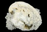 Fossil Clam with Fluorescent Calcite Crystals - Ruck's Pit, FL #177738-1